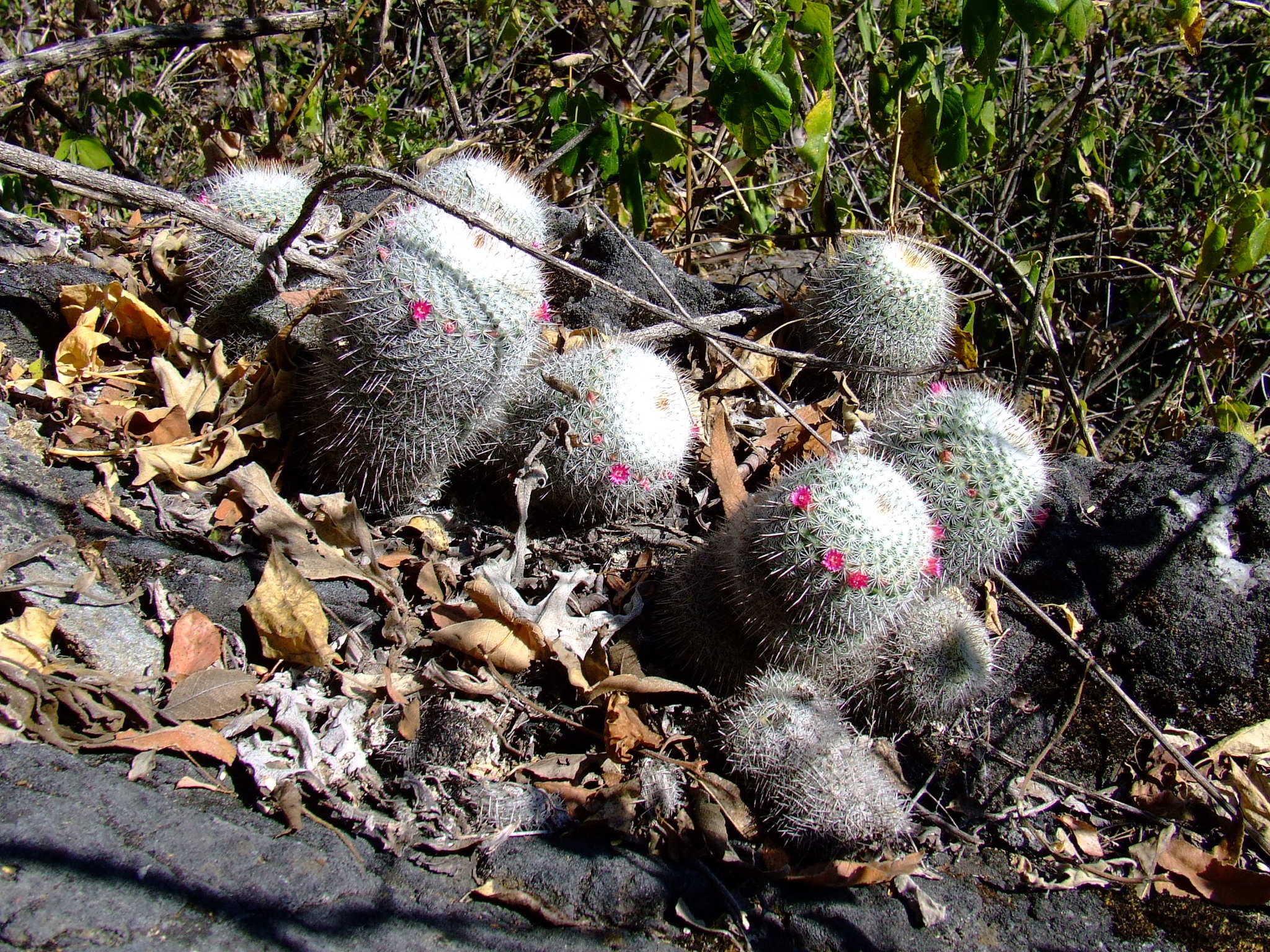 Mammillaria albilanata 